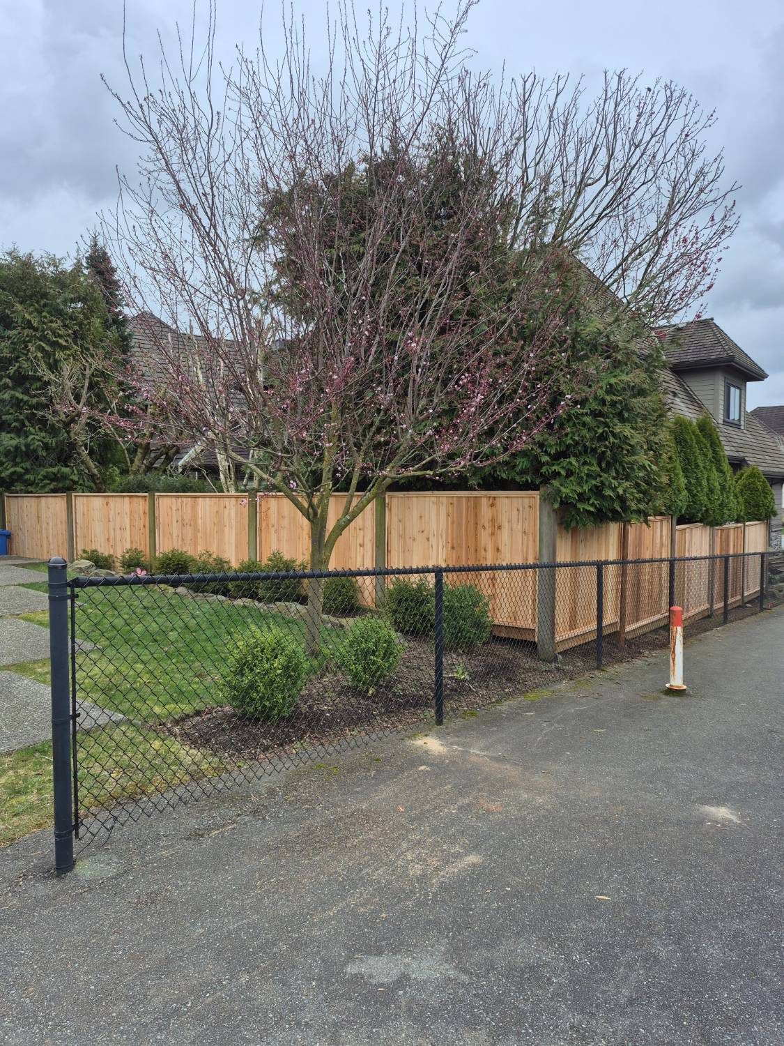 Cedar privacy fence behind black chain link
